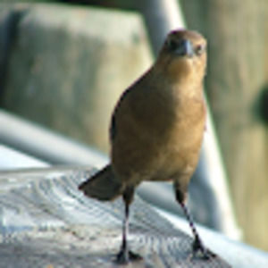 Meet your Posher, Jeanne